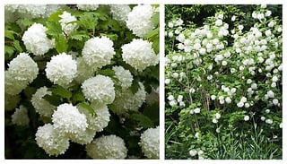 Viburnum Opulus 'Roseum' Snowball Tree - 3 x 9cm Pots!