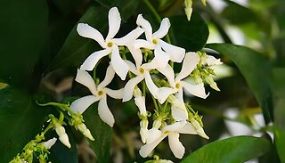 1 or 3 Star Jasmine Trachelospermum Jasminoides