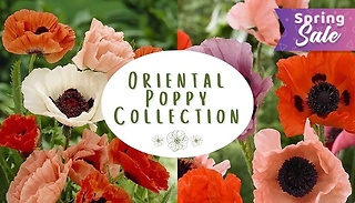 5-Pack Oriental Poppy Collection