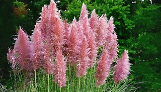 Pink Pampas Grasses