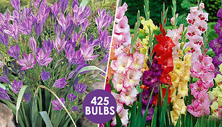Hardy Flowering Bulb Collection - 425 Bulbs