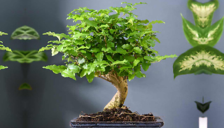Bonsai Ligustrum House Plant - 1 or 2 Plants