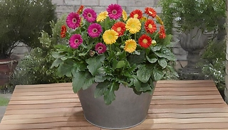 Gerbera Garvinea 'Sweet' Bright Collection