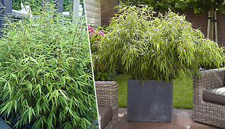 1, 2 or 4 Fountain Bamboos Fargesia Rufa Plants