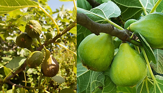 Hardy Fig Brown Turkey Shrub - Up to 9L!