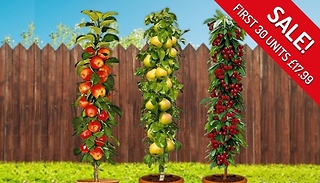 3 or 6 Pillar Fruit Trees - Apple, Cherry and Pear