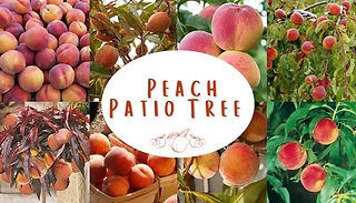 Peach Patio Tree - 2 Options