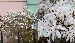 Magnolia Stellata Tree - 3L Pot!