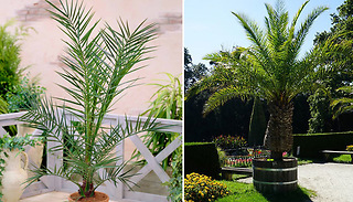 1 or 2 Hardy Evergreen Phoenix Palm Plants - 2L Pot