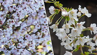Prunus (Ornamental) Cherry Kojo-No-Mai 9cm Pot - 1, 2 or 3 Plants