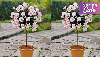 Pair of Patio Rose Trees - 4 Colours