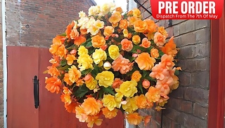 PRE-SALE: Apricot Shades Trailing Begonia