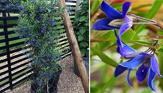 Garden Ready! Sollya heterophylla 'Ultra Blue' Plant - 1 or 3-Pack