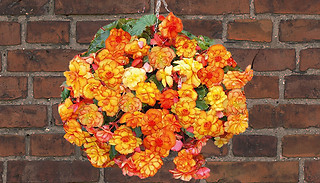 Begonia Mixed Collection - 20 or 40 Plants