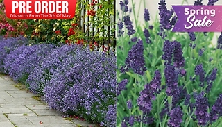 Pre Sale Fragrant Lavender Plant Collection - Dispatched From 7th of M ...