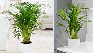 Areca Palm Dypsis Lutescens