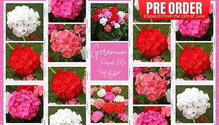 PRE-SALE: Geranium 'Parade Mix' - 10, 20 or 30 Garden Ready Plants!