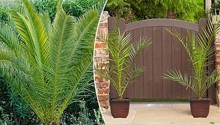 70cm Phoenix 'Canary Island' Date Palm Trees - 1 or 2 Trees