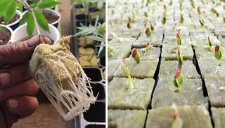100 to 300-Pack of Seed Growing Wool Rock Cubes