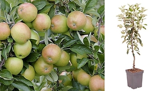 Rare Root Apple 'Braeburn' Tree