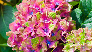 Colour-Changing 'Glam Rock' Hydrangeas - 2 or 4 Plants