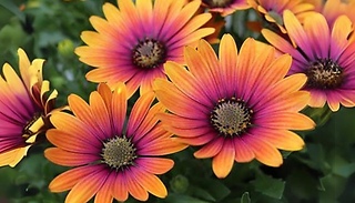 African Daisy Osteospermum ' Purple Sun' Plant