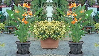 1 or 2-Pack of Strelitzia Reginae - Bird of Paradise