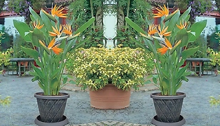 1 or 2-Pack of Strelitzia Reginae - Bird of Paradise