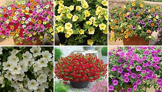 12-Pack Calibrachoa 'Million Bells' Collection