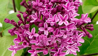 Syringa Bloomerang 'Dark Purple'