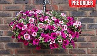 PRE-SALE: 12-Pack 'Eton Mess' Hanging Basket Plug Plants