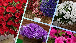 Surfinia Petunia Collection - 18 Plug Plants