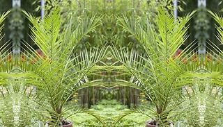 2-Pack Phoenix Canariensis Palm - Approximately 60-80cm!