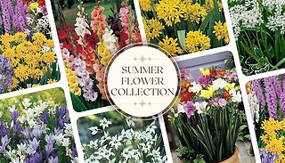 The Complete Summer Flower Collection - 300 Bulbs!