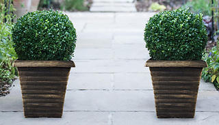 Buxus Sempervivum Box Ball Shrub with Optional Pot - 1 or 2 Plants