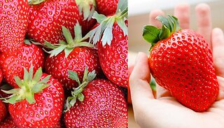 Sweet Colossus Strawberry