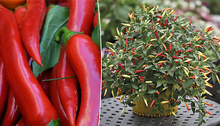 100 Seeds of 'Cayenne' Chilli Pepper