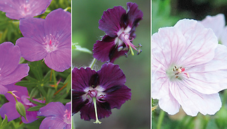Hardy Geranium Mixed Collection - 5 or 10 Bareroots