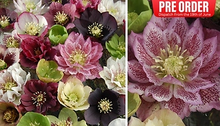 PRE-SALE: Hellebore 'Hybridisers Mix' - 10 Jumbo Plug Plants!