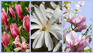 Fragrant Magnolia Collection