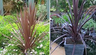 Cordyline Red Star Cabbage Palm
