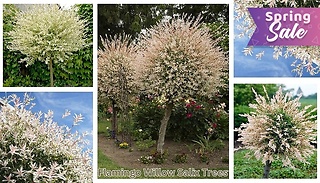 1 or 2 Flamingo Willow Salix Trees