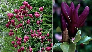 Magnolia 'Genie' Plant