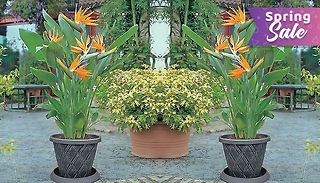 1 or 2-Pack of Strelitzia Reginae - Bird of Paradise