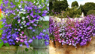 Lobelia 'Trail Away Mix' - 10, 20 or 30 Garden Ready Plants!