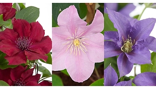 Clematis Patio Boulevard Triple Collection