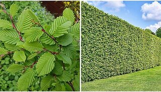 Garden Ready Hornbeam Hedging Plant