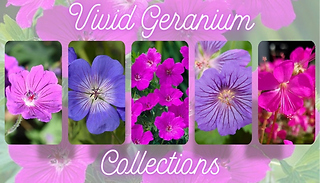 Vivid Geranium Collections - 'Tiny Monster' Cranesbill or Perennial Op ...