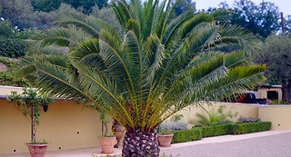 1 or 2 Canary Island Date Palm 1.5L Potted Plants