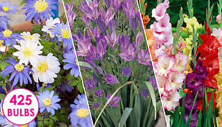 Hardy Summer Flowering Bulb Collection - 425 Bulbs